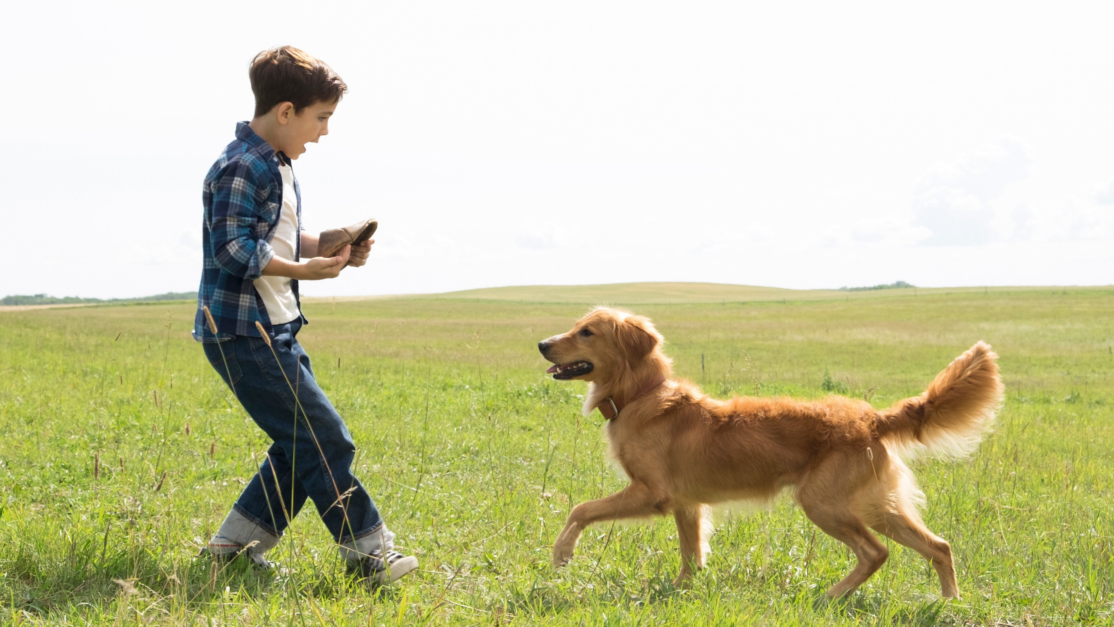 Mục Đích Sống Của Một Chú Chó A Dog's Purpose